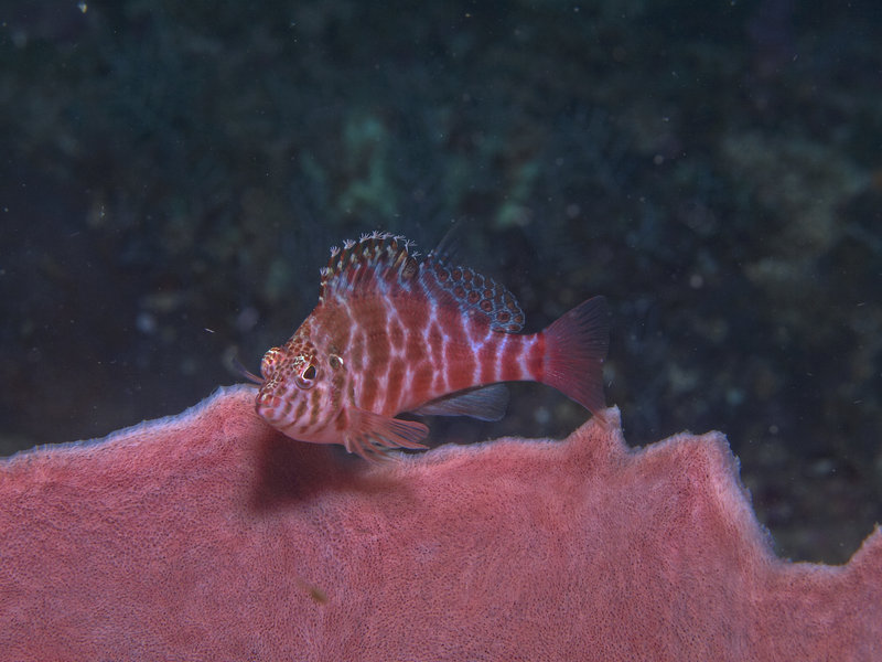 Canyons, Hawkfish